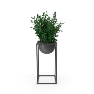 Demo — House Showpiece Plant