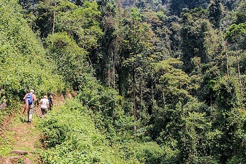 Hiking through Nyungwe National Park, Rwanda